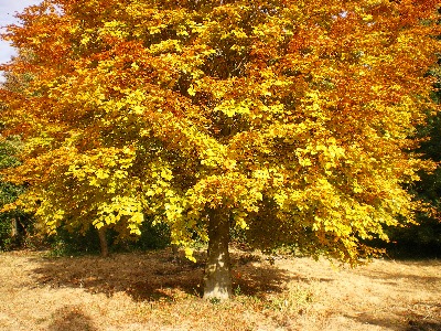 Young beech tree